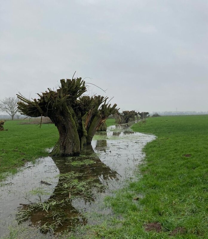 Ein geschnittener Kopfbaum