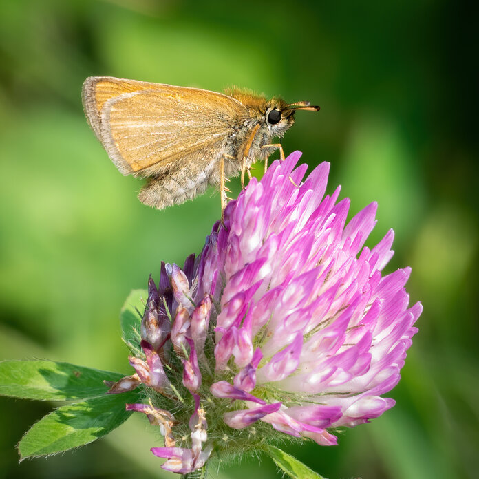 Roter Wiesenklee