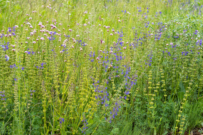 Wiesenblumen