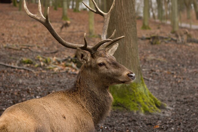 Hirsch im Wald