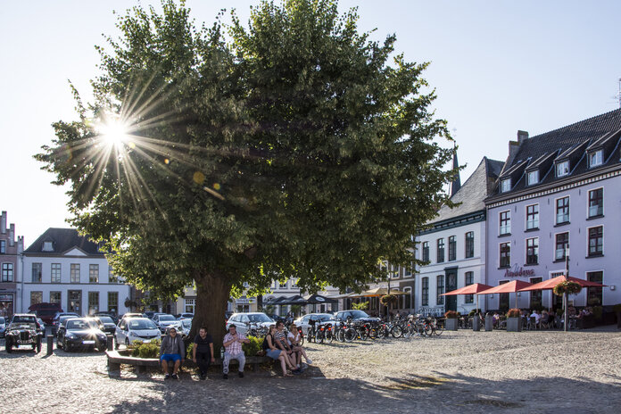 Linde am Marktplatz