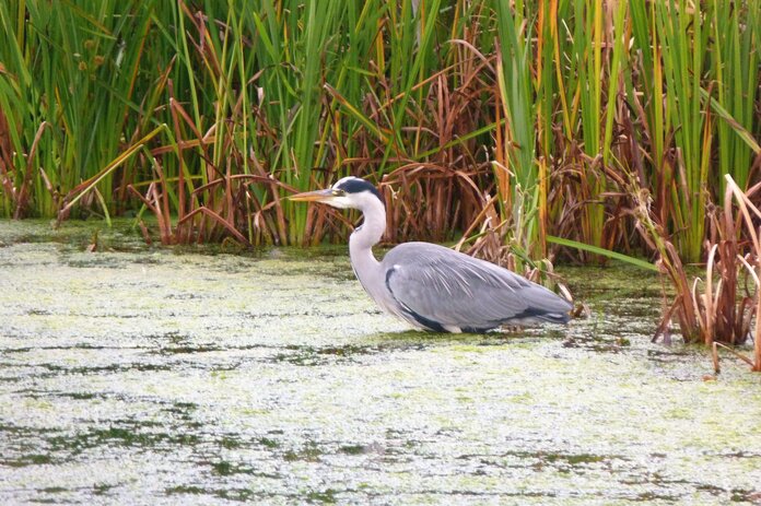 Ein Vogel im Schilfufer