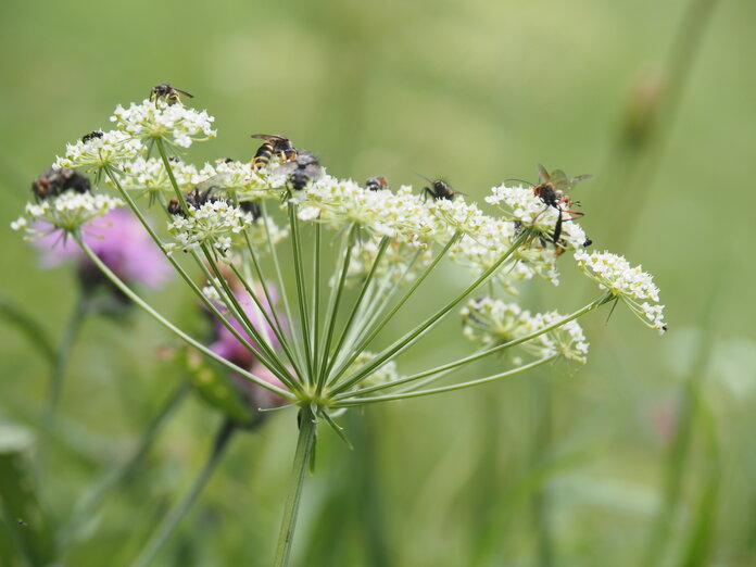 Verschiedene Insekten