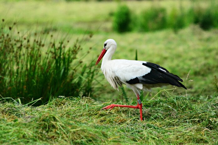 Ein Storch auf einer Wiese