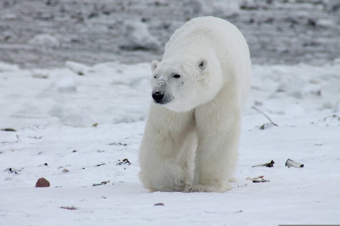 Ein Eisbär