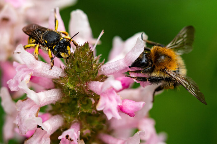 Wollbiene und Ackerhummel