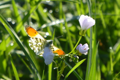 Wiesen-Schaumkraut mit Schmetterling