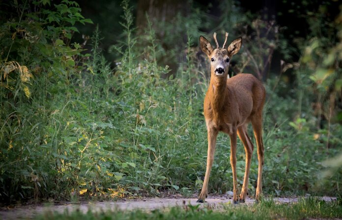 Ein Rehbock im Wald