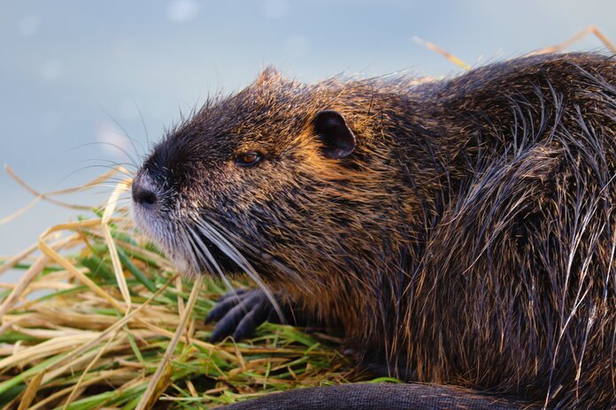 Nutria