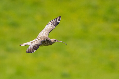 Vogelflug eines Großen Brachvogels