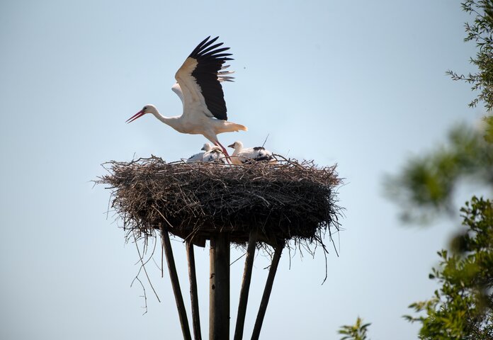 Ein Storch im Horst