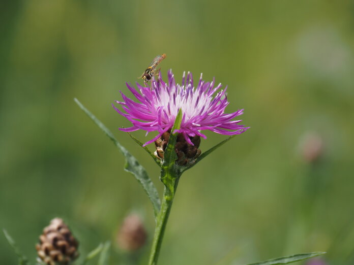 Wiesen-Flockenblume