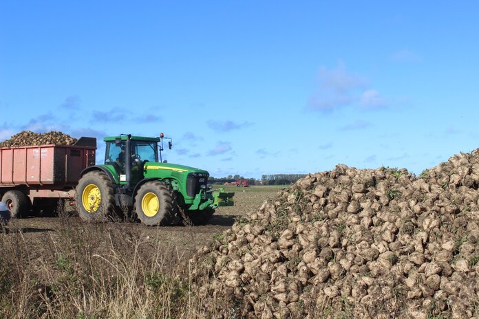 Traktor bei der Zuckerrübenernte