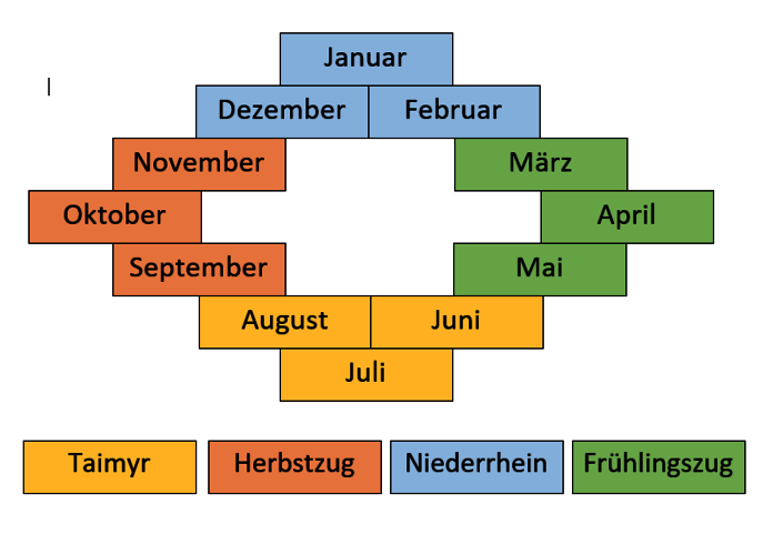 Jahreszeiten der Wildgänse